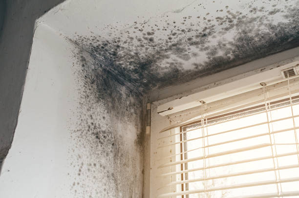 Affordable Attic Mold Remediation solutions in Moon, VA